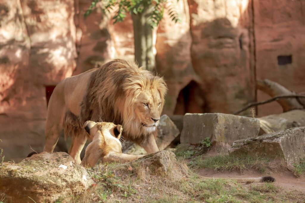 Featured image of Houston Zoo Lifestyle Page